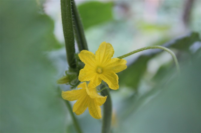 ����μ��