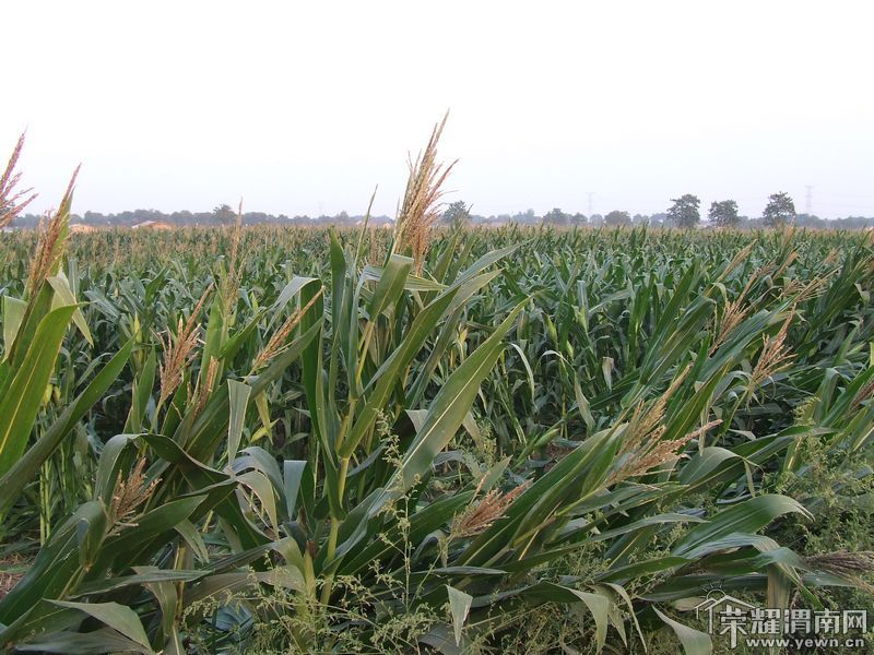 DSCF0346.JPG