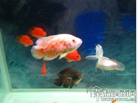 �������ͼ�����ܳ�������~