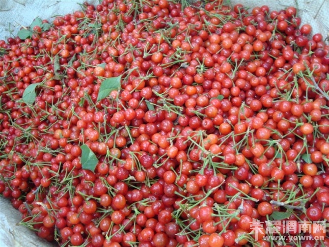 һ�� ��ӣ��.jpg