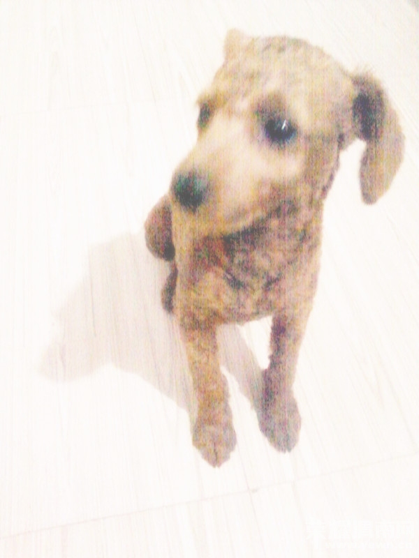 ���������ë