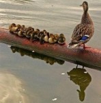 ����;�������ĵ�