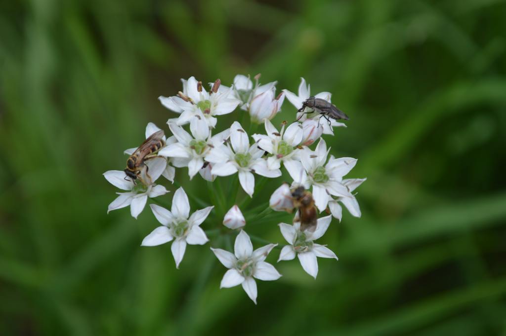 �Լҵ���ľ²˻�