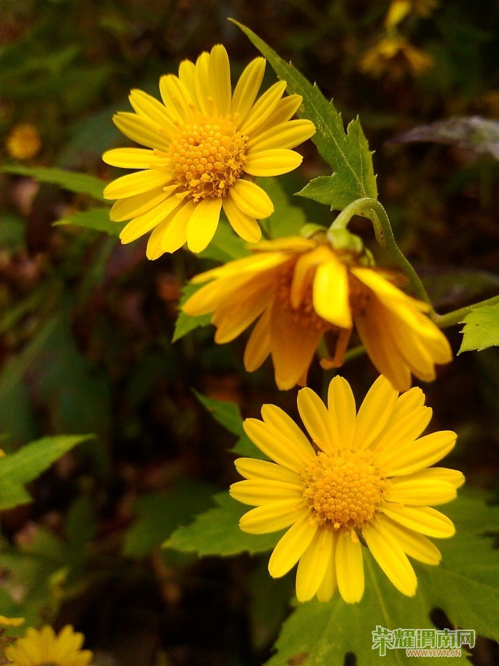 һ�������ʽ��Ұ��Ҳ���Լ�������