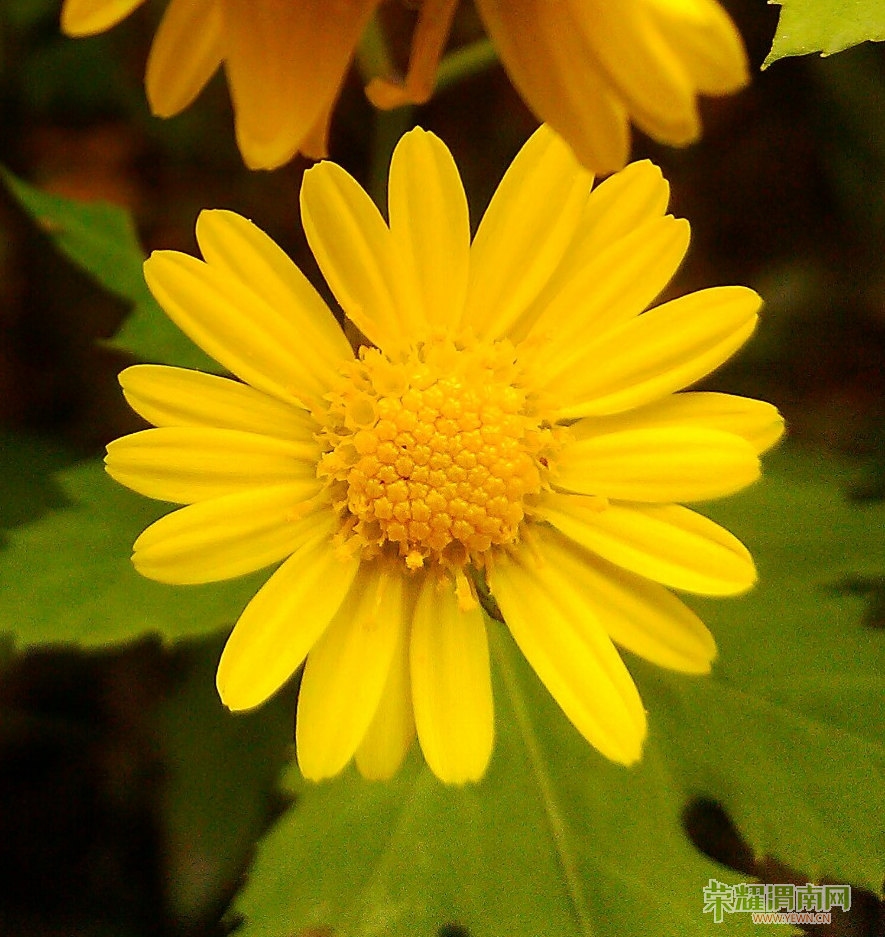 ֻ��һ��Ұ�ջ�