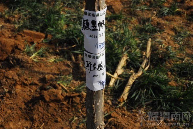 μ��ֲ����