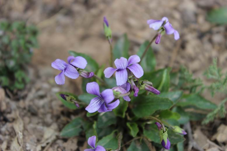 ������С ������С IMG_0269.JPG