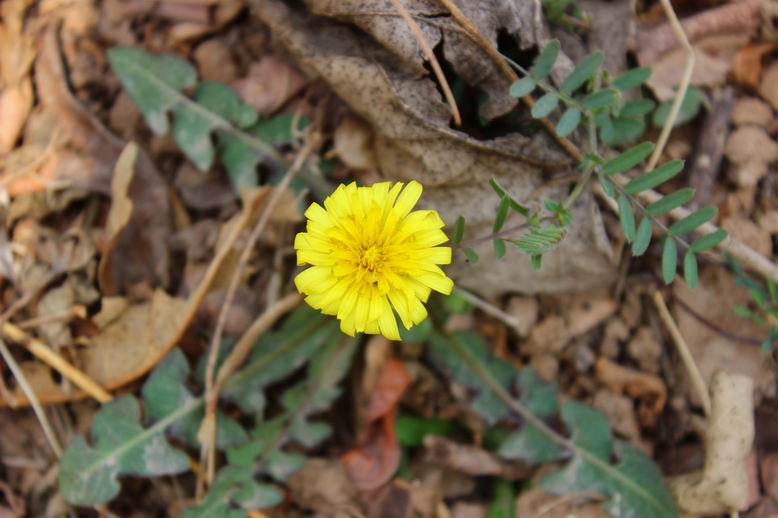 ������С ������С IMG_0271.JPG