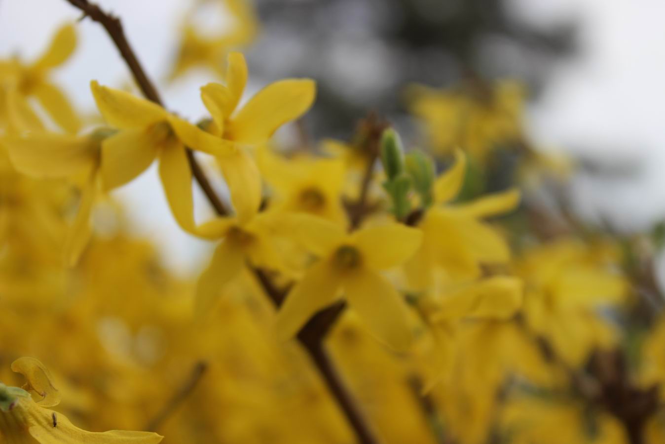 ������С IMG_0457.JPG