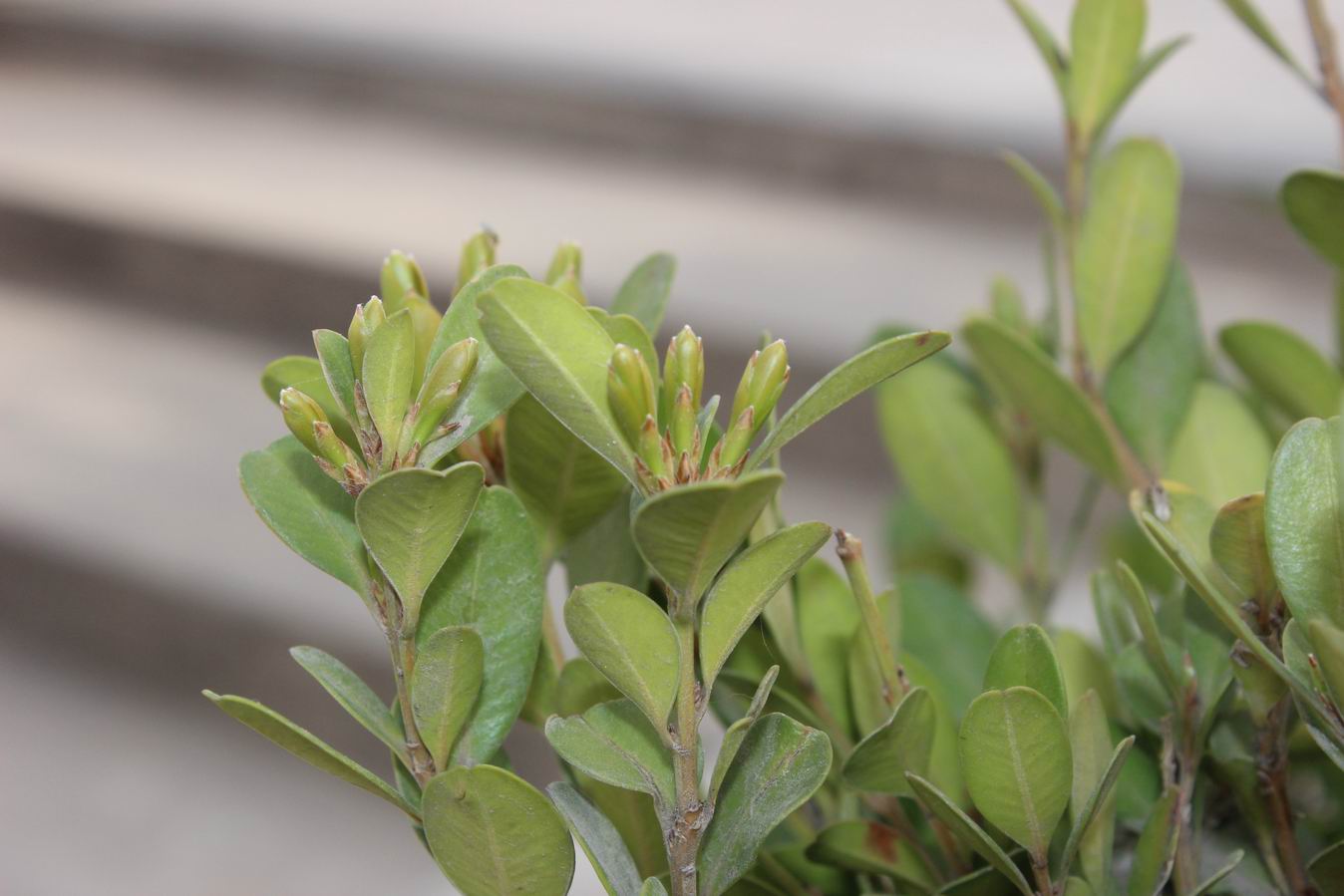 ������С IMG_0489.JPG