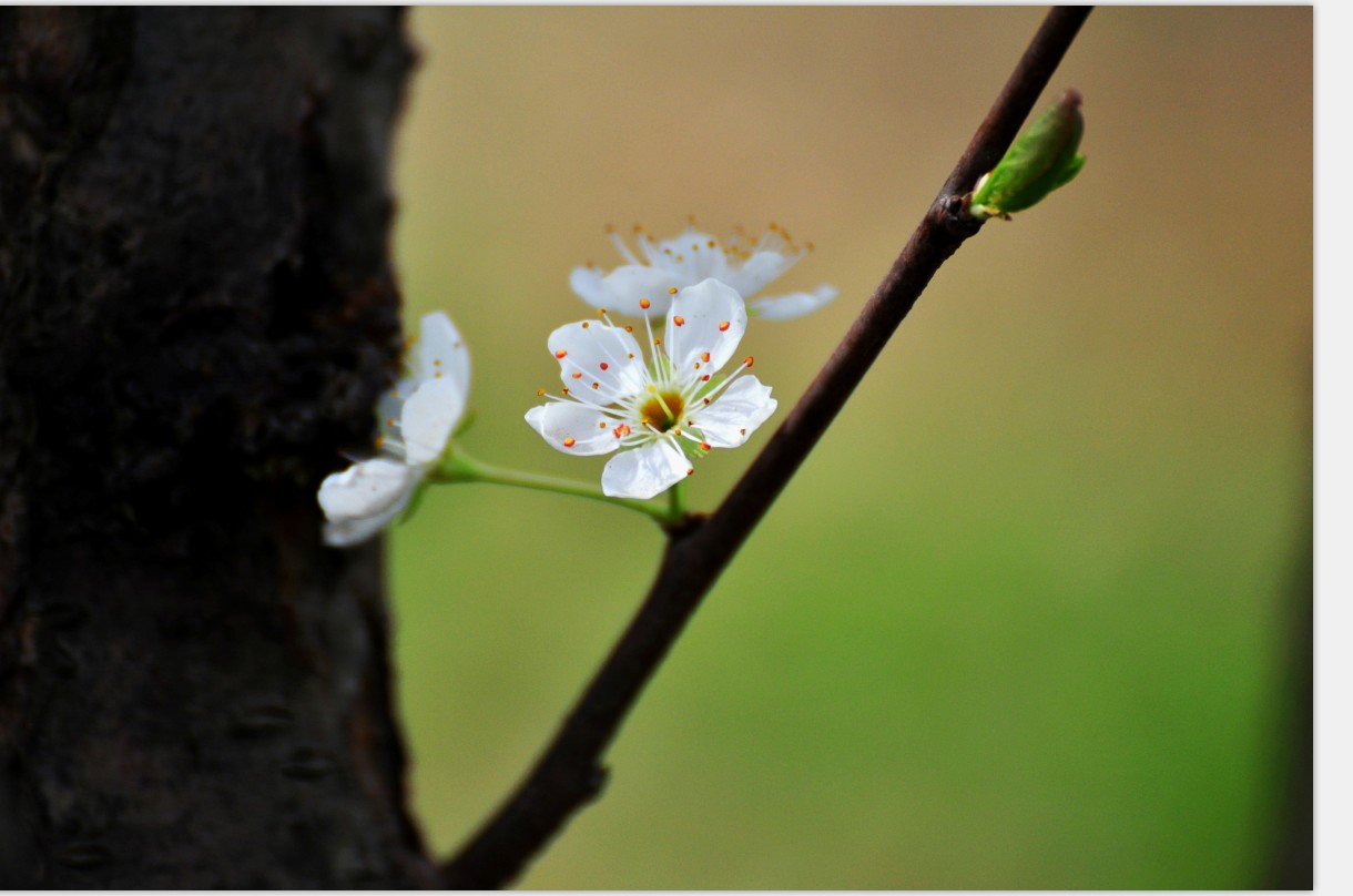 �����»�