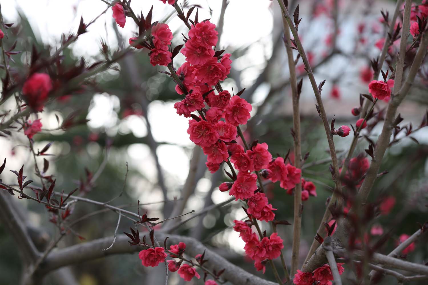 ��Ƭ 009jpg3.jpg