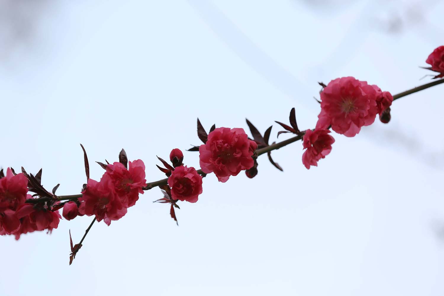 ��Ƭ 020jpg8.jpg