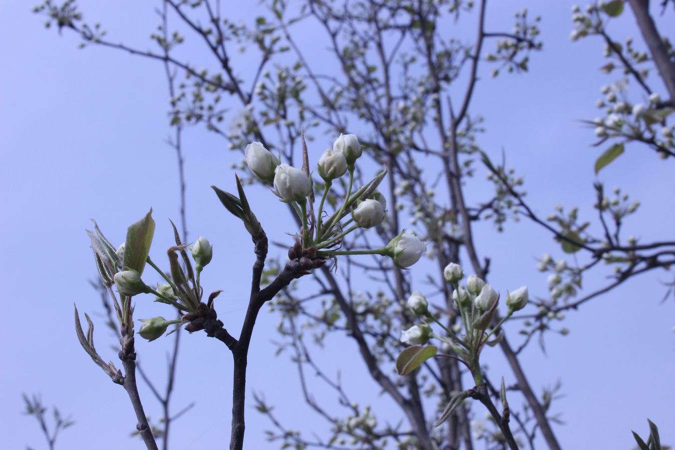 ������С IMG_0526.JPG