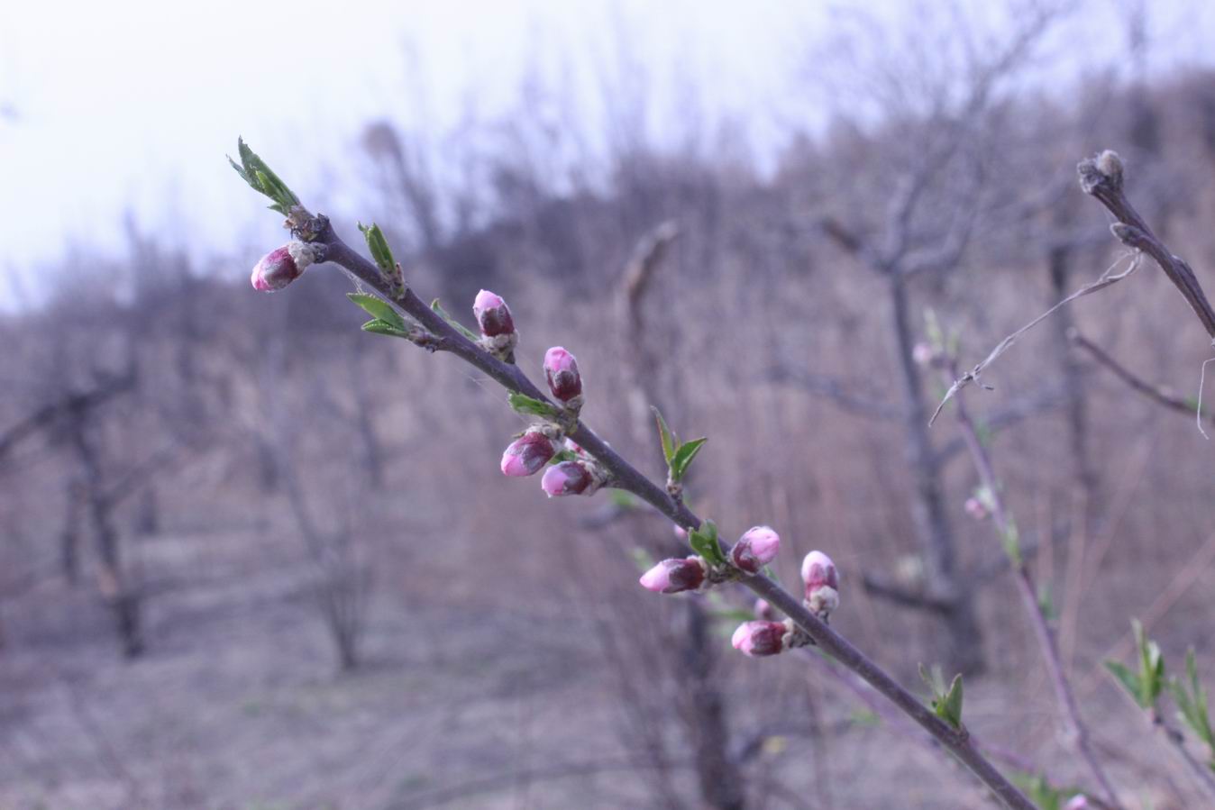 ������С IMG_0527.JPG