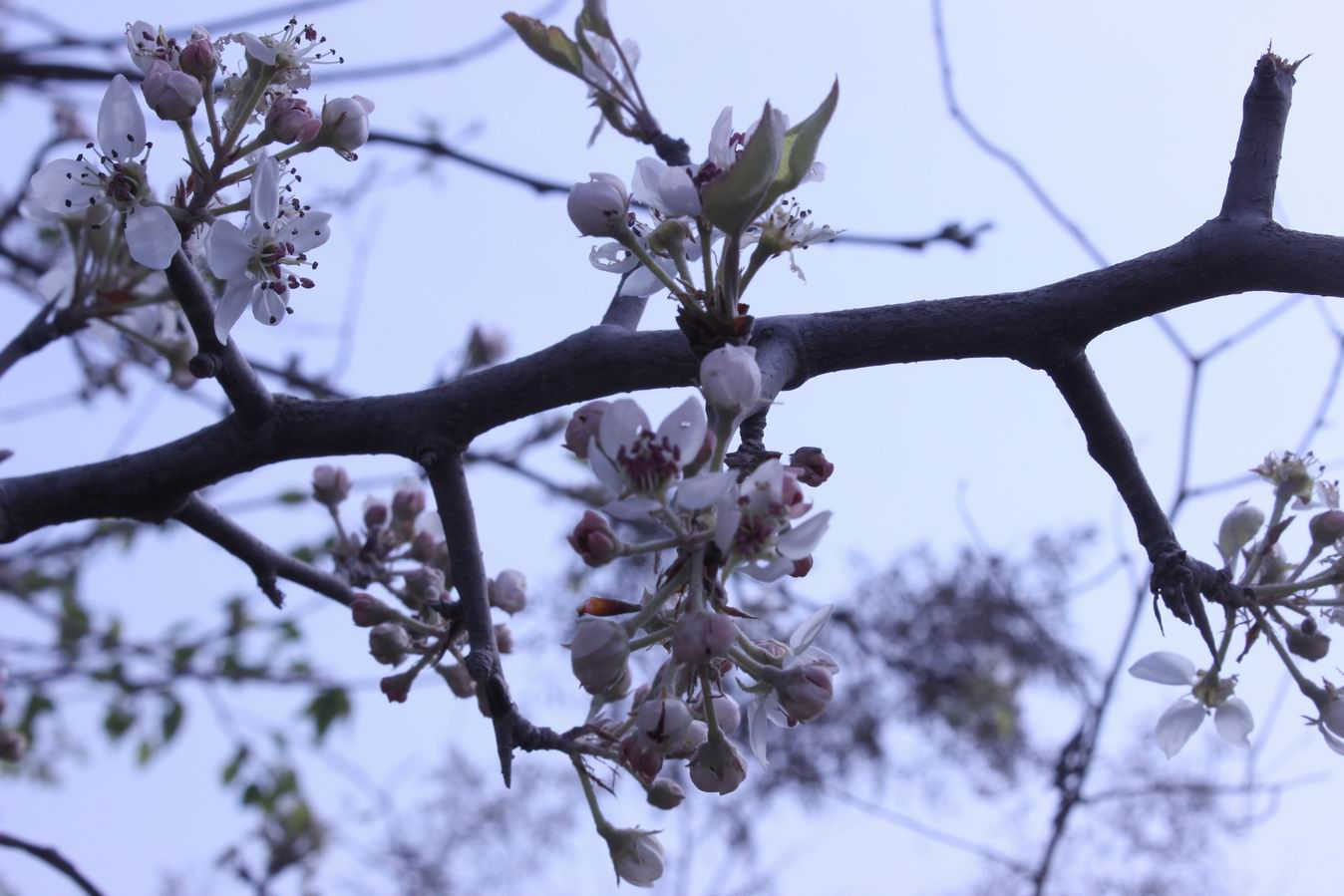 ������С IMG_0529.JPG