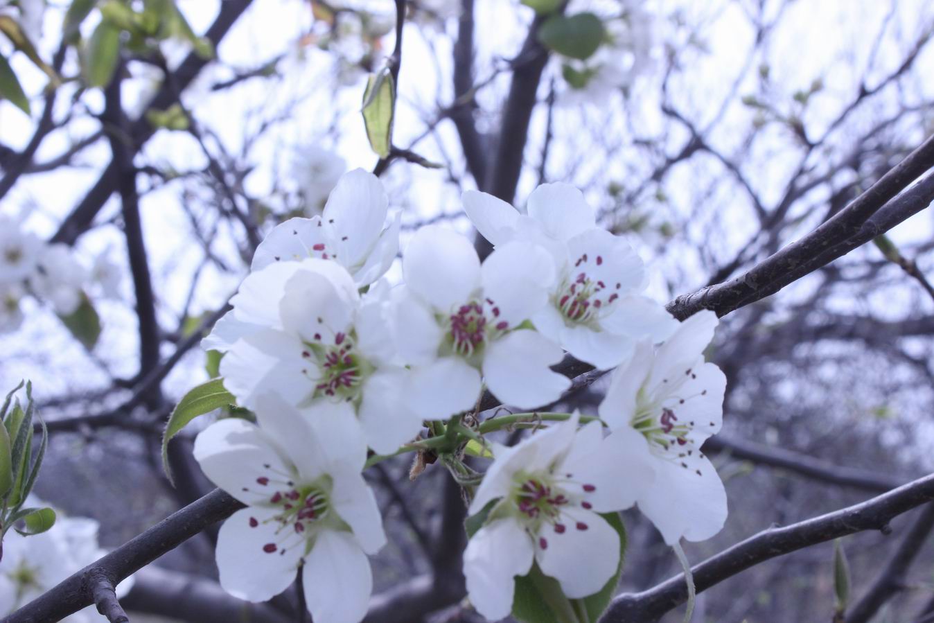 ������С IMG_0532.JPG