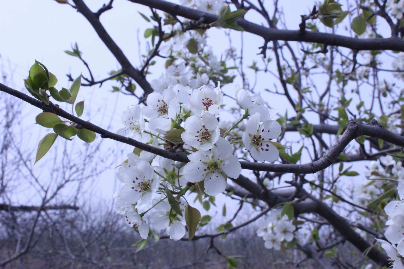 ������С IMG_0534.JPG