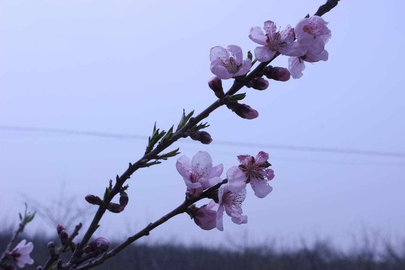 ������С IMG_0539.JPG