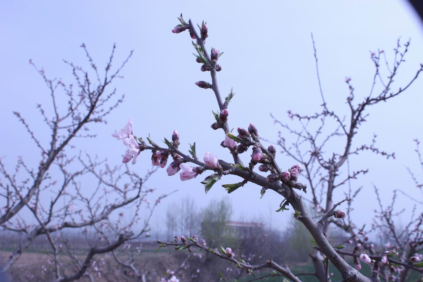 ������С IMG_0541.JPG