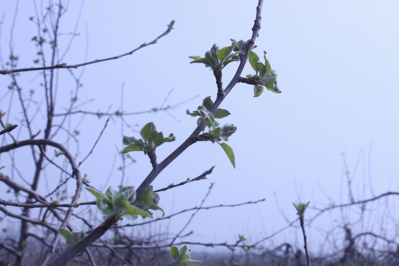 ������С IMG_0544.JPG