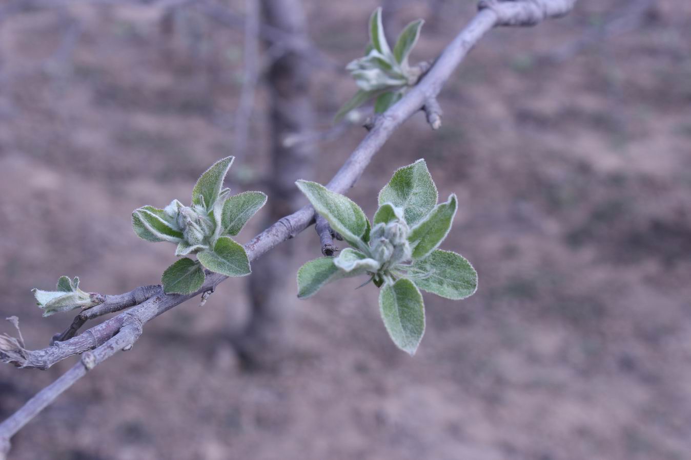 ������С IMG_0545.JPG