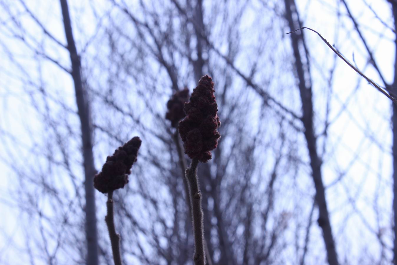 ������С IMG_0611.JPG