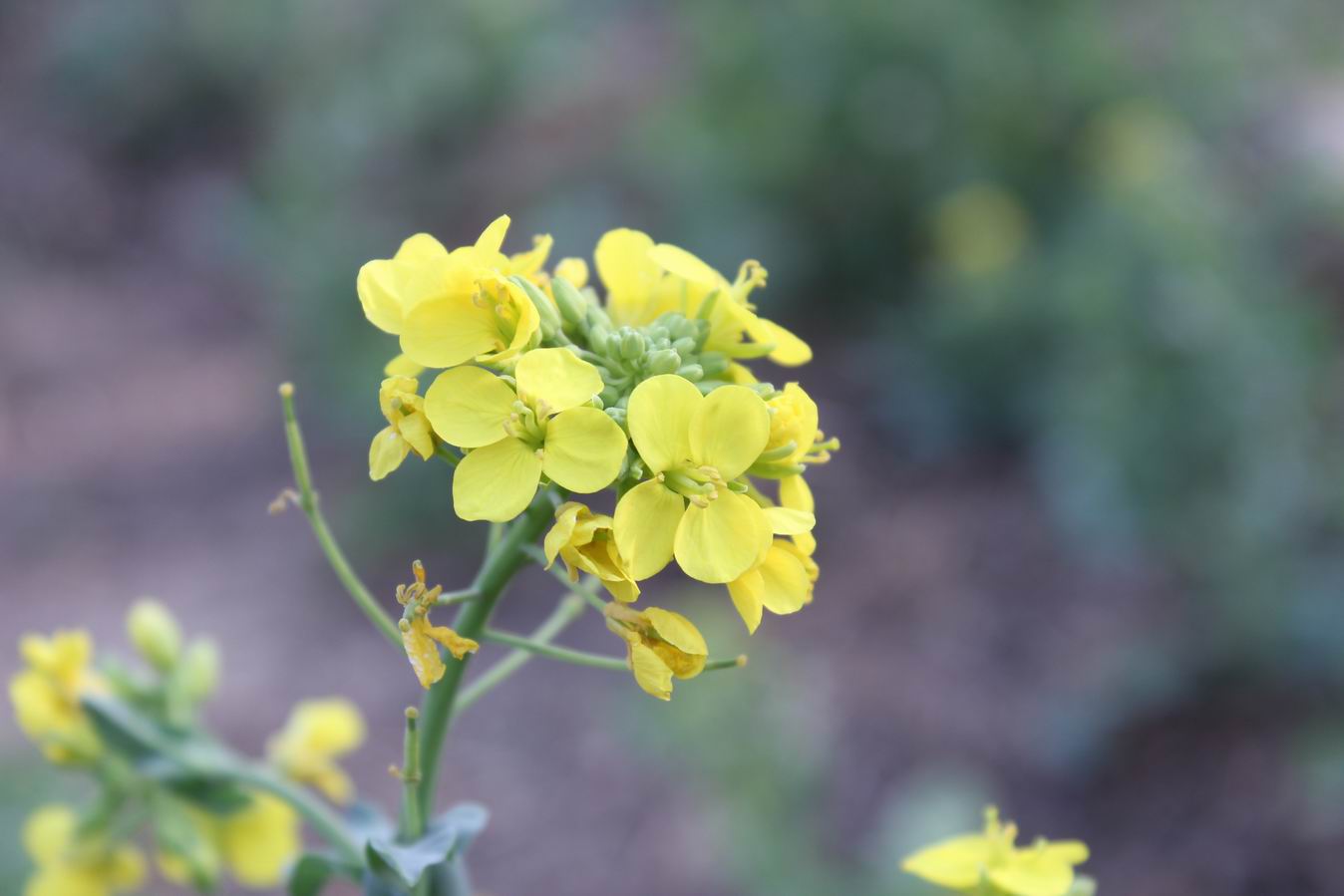 ������С IMG_0788.JPG