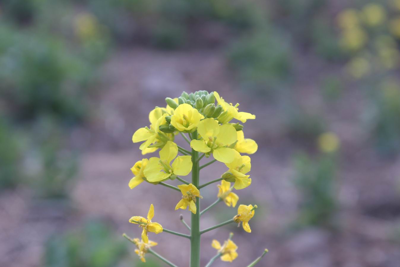 ������С IMG_0793.JPG