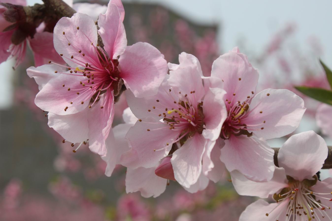 ������С IMG_0817.JPG