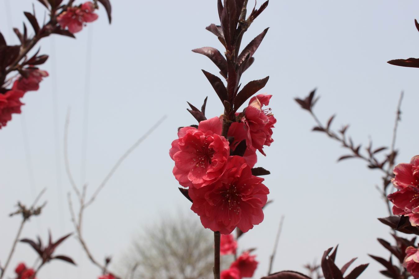 ������С IMG_0855.JPG