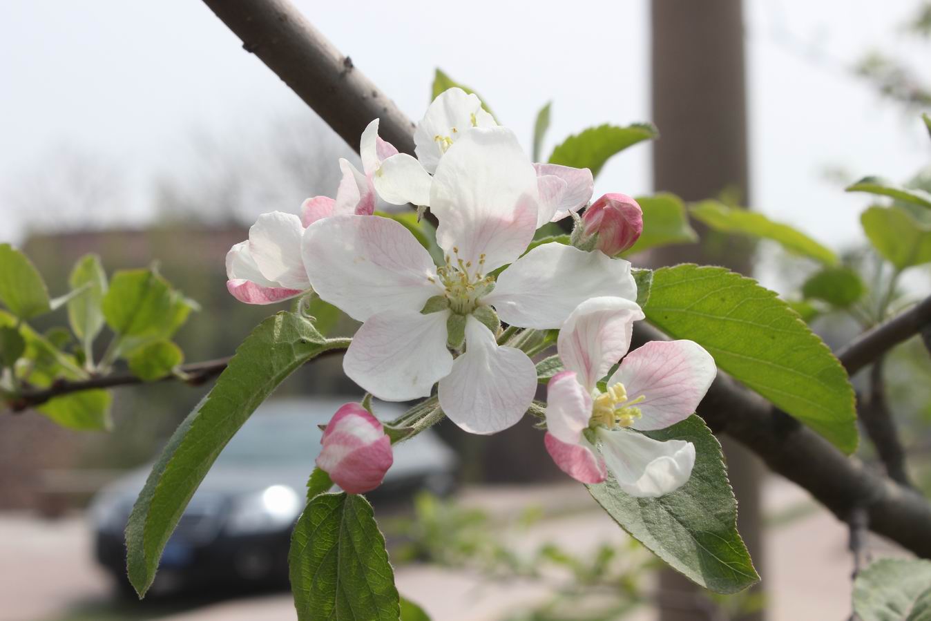 ������С IMG_0858.JPG