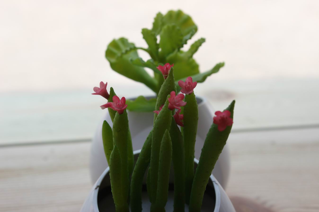 ������С IMG_0878.JPG