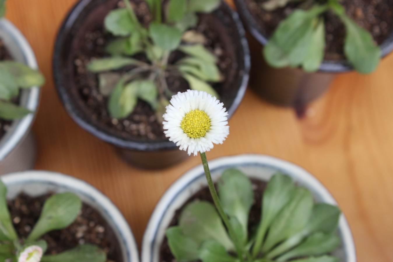 ������С IMG_0899.JPG