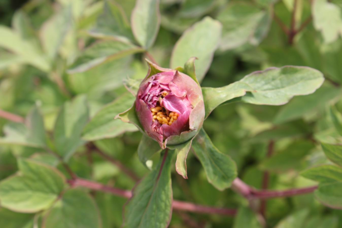 ������С IMG_0922.JPG