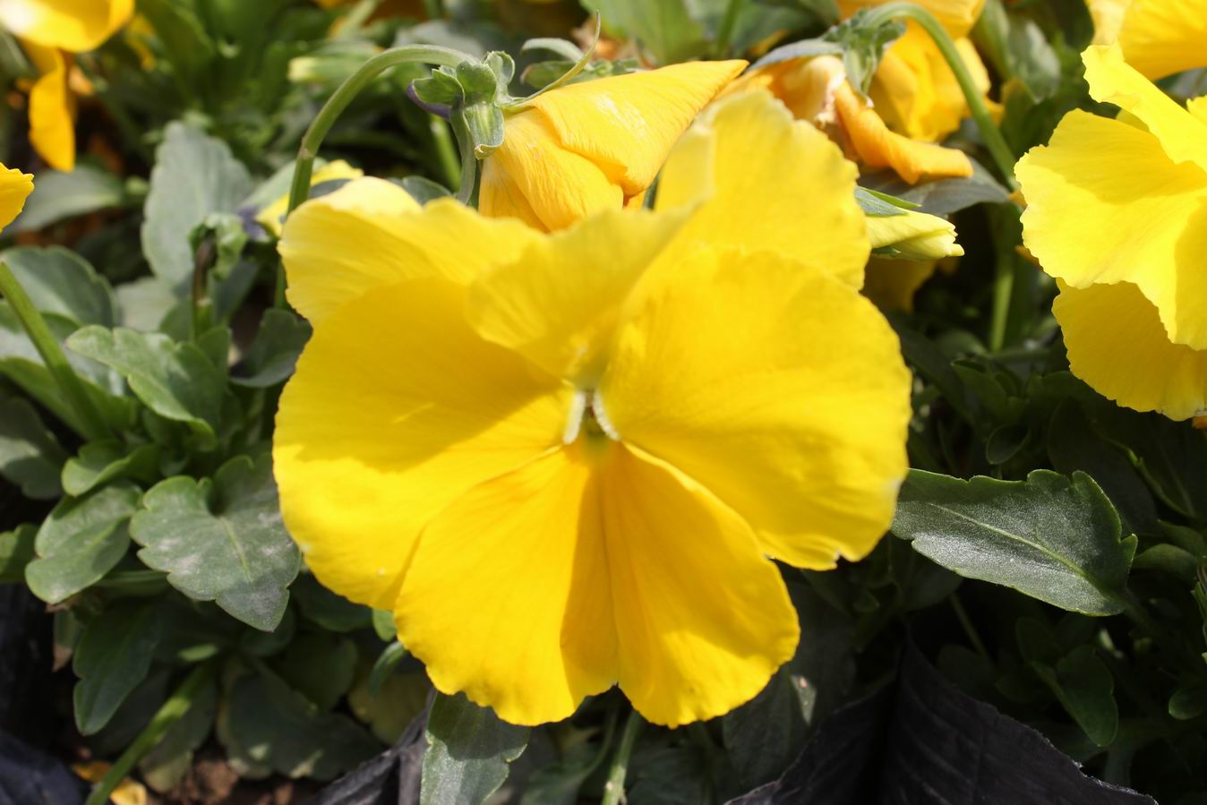 ������С IMG_0933.JPG