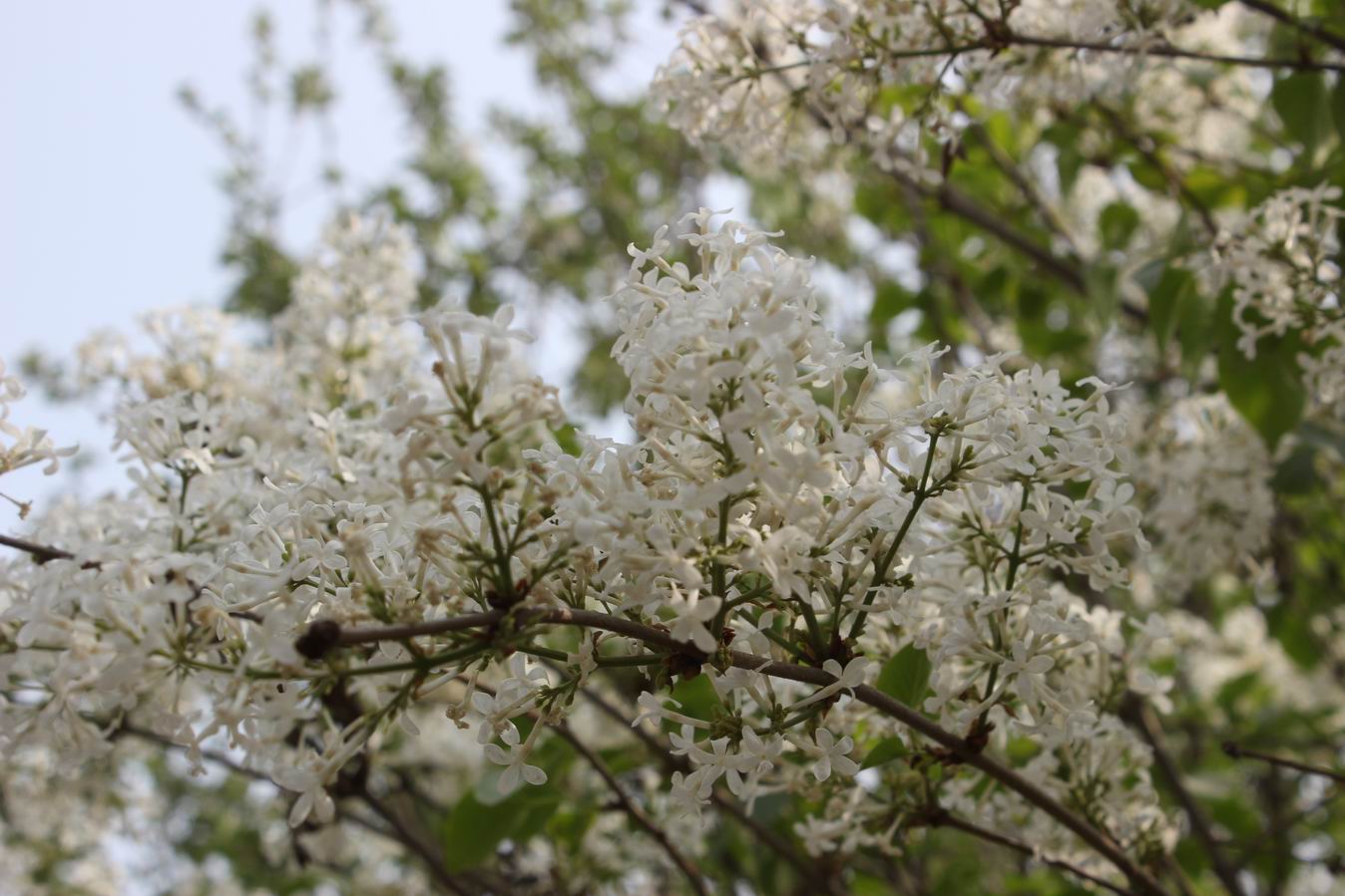 ������С IMG_0962.JPG