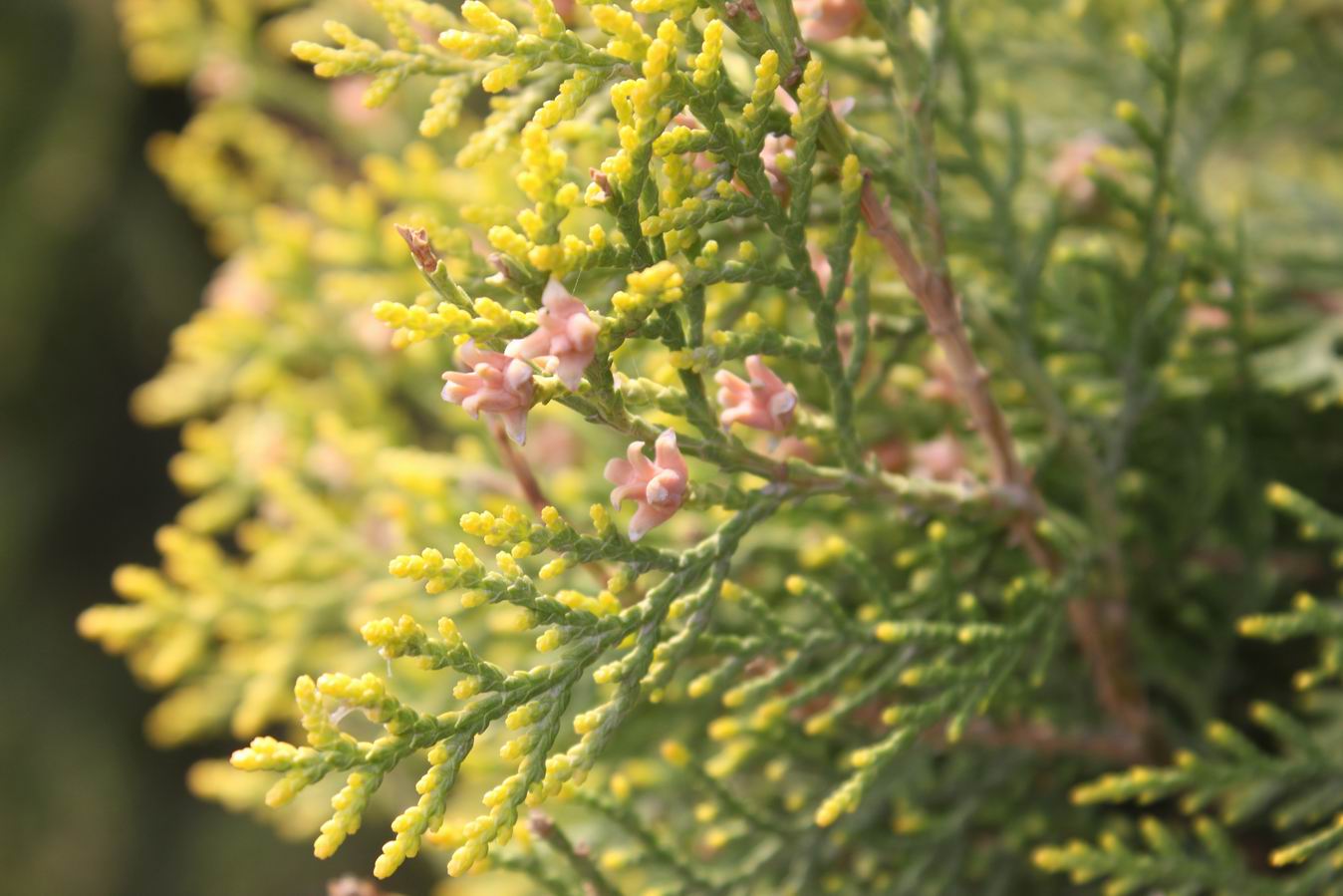 ������С IMG_0972.JPG