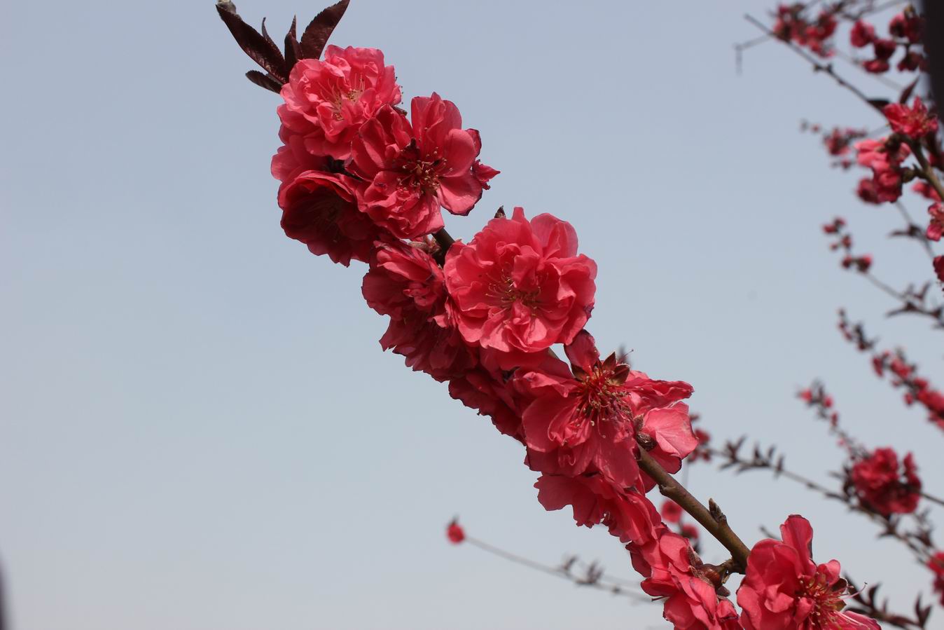 ������С IMG_0974.JPG