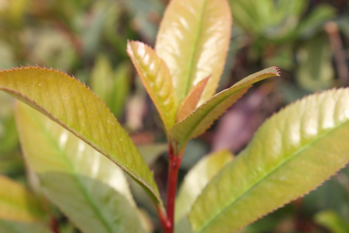 ������С IMG_0978.JPG