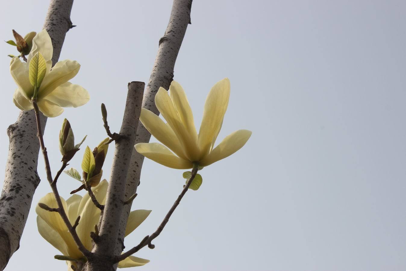 ������С IMG_0980.JPG