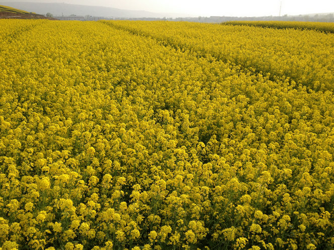 ��ɽ��20130330