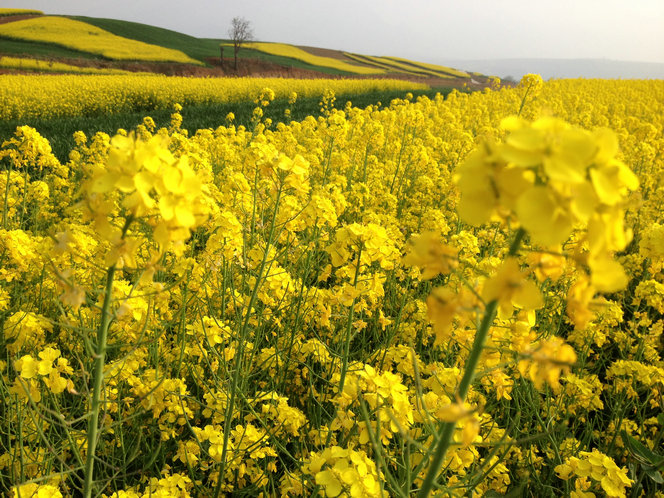 ��ɽ��20130330