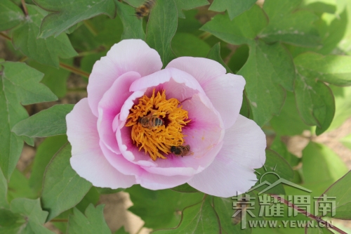 ���޵�ĵ��