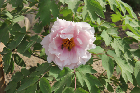 ���޵�ĵ��