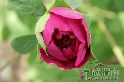 ���޵�ĵ��