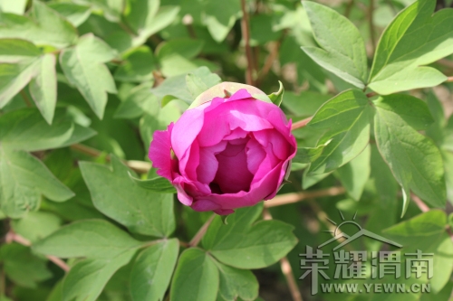 ���޵�ĵ��