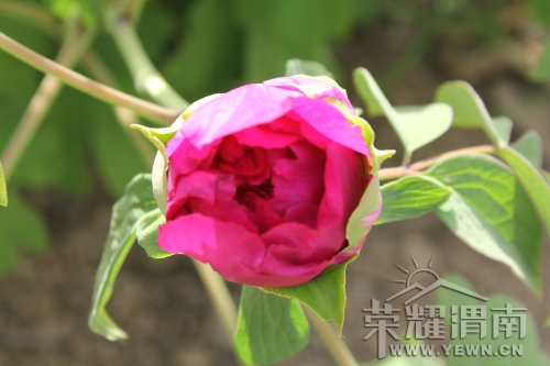 ���޵�ĵ��