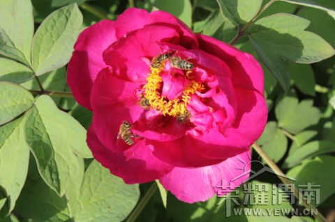 ���޵�ĵ��