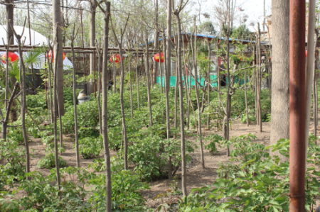 �������ŵ�ĵ��